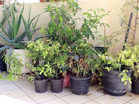 Radha Hari/Gulf News reader