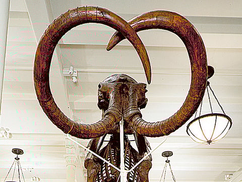 Startup raises $200 million to bring back the woolly mammoth