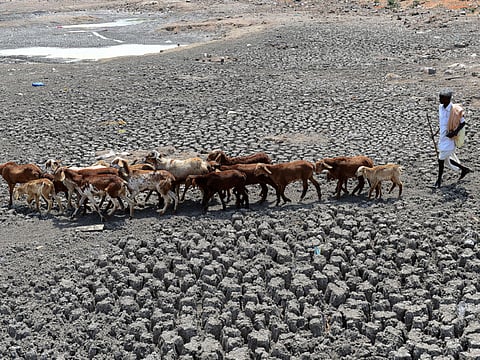 Indian farmer as he herds his sheep on the dry bed of a river. Photo for illustrative purposes only