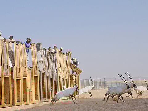 Courtesy: The Environment Agency – Abu Dhabi