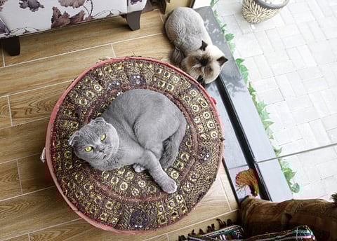 Zarina Fernades/XPRESS