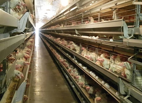 Courtesy: Al Ghurair Foods Poult