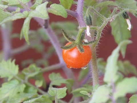 A tomato plant at the reader's home (Representational image)