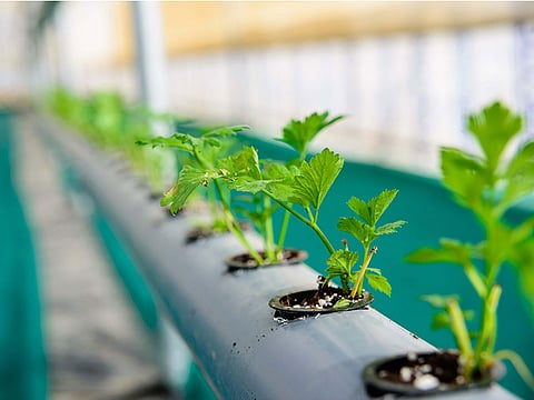 The UAE is promoting the adoption of innovative technologies