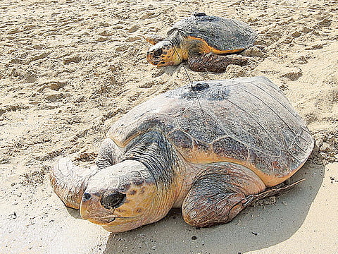 Virendra Saklani/Gulf News Archives