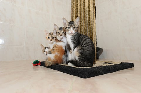Abu Dhabi Animal Shelter