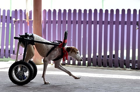 Zarina Fernandes/XPRESS