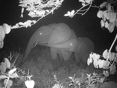 Forest elephants get a raw deal