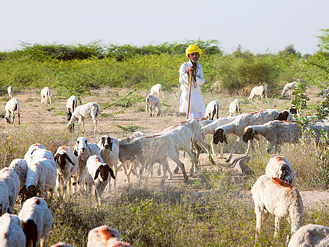 Goatherd with herd of goats in farming scene near Rohet, Rajasthan, Northern India.