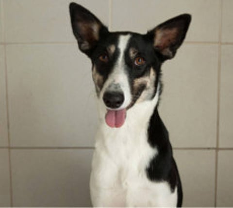 Lilly, Pepe and Love looking for a home