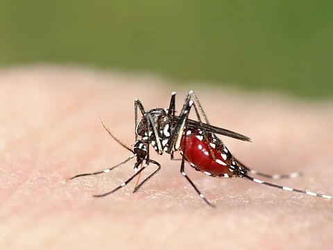Genetically engineered mosquitoes fight malaria
