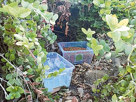 Courtesy: Animal Welfare Abu Dhabi