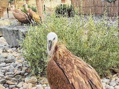 Courtesy: Kalba Bird of Prey Centre