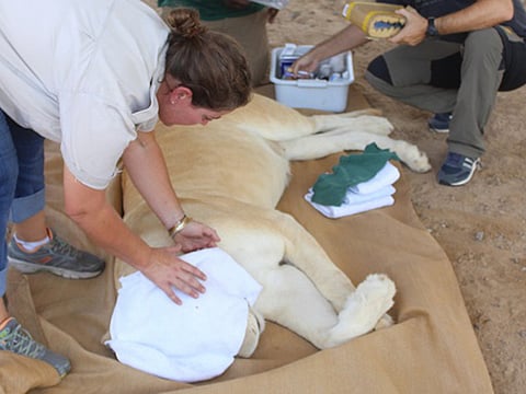 Four lions among exotic pets confiscated from Sharjah homes