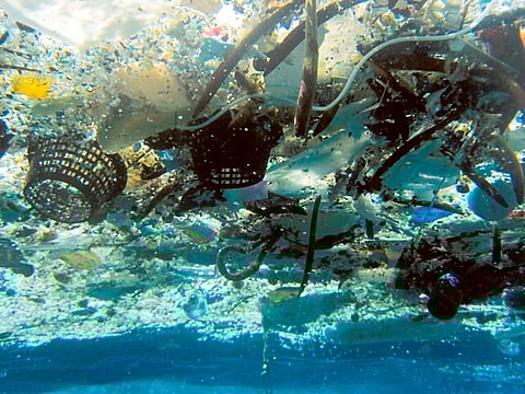 Debris in Hanauma Bay, Hawaii. Plastic in the ocean tends to accumulate algae and other organic matter on its surface.