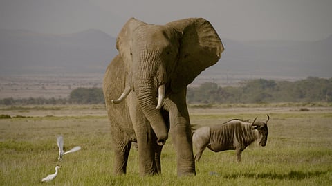 Netflix film ‘The Ivory Game’ is angry look at ivory trade