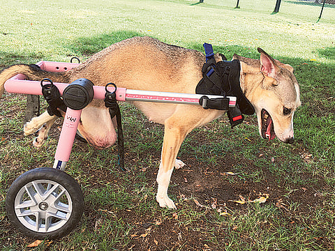 Sarvey Geranpayeh/Gulf News