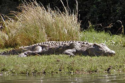 Egypt eyes crocodile-breeding to boost exports