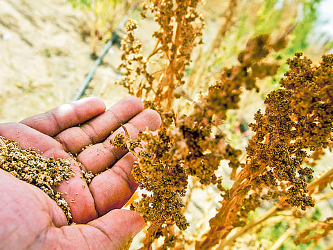 Ahmed Ramzan/Gulf News Archives