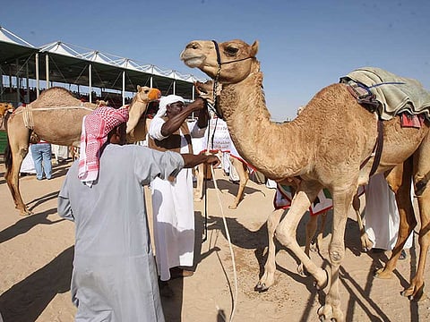 Camels at a beauty competition during a previous edition of the Al Dhafra Festival.
