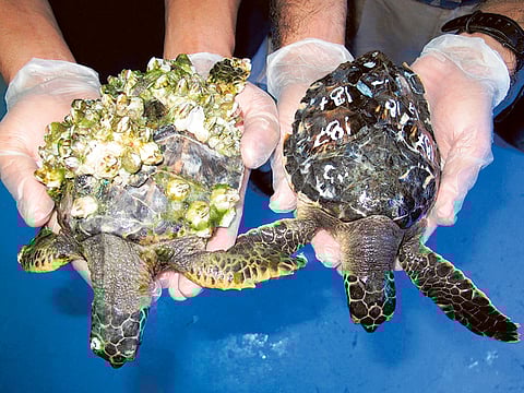 Courtesy: Warren Baverstock