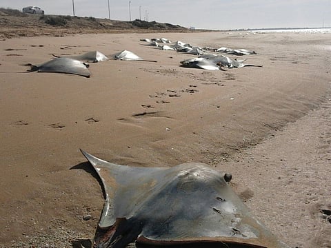 Courtesy: Birgul Ros