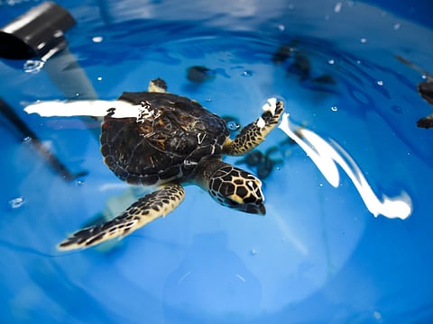 Abdel Krim-Kallouche/XPRESS