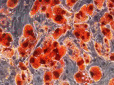 Qatar National Research Fund