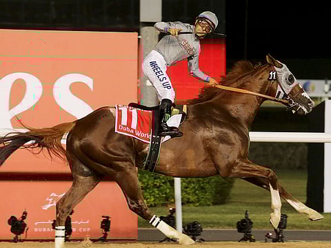 California Chrome, ridden by Victor Espinoza, crosses the finish line to win the 2016 Dubai World Cup.