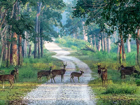 Spotted deer in the forest