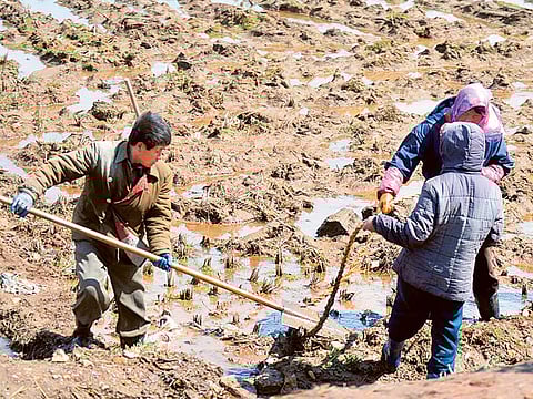 Julie Makinen/Los Angeles Times