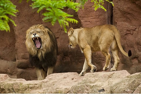 Action Press/REX/Shutterstock