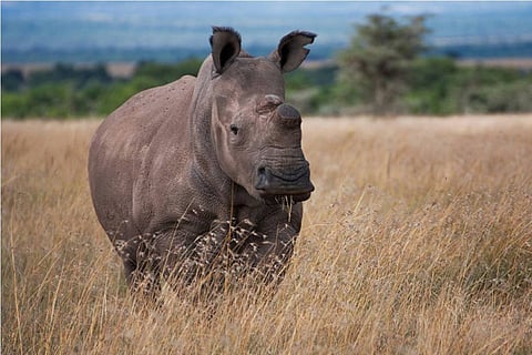 Preserving species through adoption