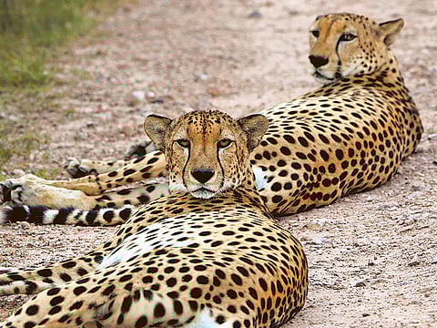 Sankha Kar/Gulf News