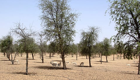 Abu Dhabi completes scientific assessment of sand gazelle
