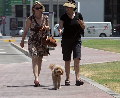 Vet warns against taking dogs for long walks in summer