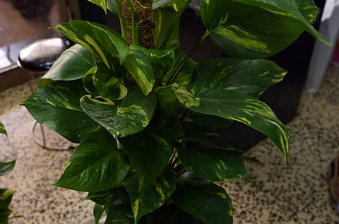 Researchers at the University of Washington in the US have genetically modified a common houseplant pothos ivy to remove chloroform and benzene from the air around it