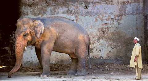 Caretaker Mohammad Jalal looks at ‘Kaavan’ at Marghazar Zoo in Islamabad. Unloved and chained for 29 years, Kaavan has been abused at Islamabad Zoo.