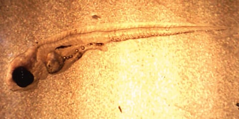 COURTESY Oona Lönnstedt