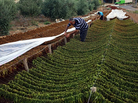 In a statement released by KUNA, Kuwait Foreign Ministry expressed full support to Saudi Arabia's decision to ban the entry of vegetables and fruits from Lebanon due to their exploitation by drug smugglers.