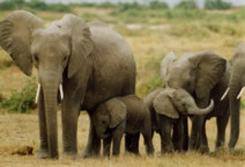End all ivory sales worldwide