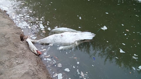 Mohammad Abdul Gaffar