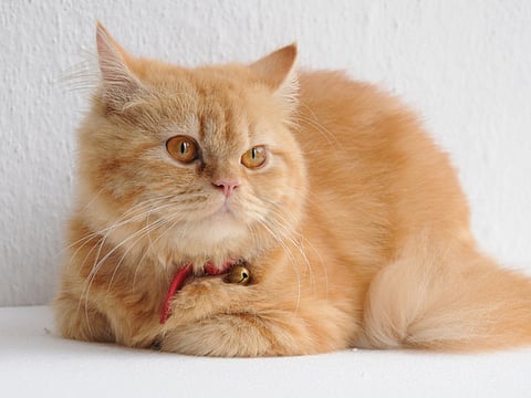 Tamil film ‘Meow’ a tribute to animal lovers