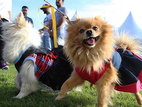 Yas Island is set to host the eighth Pet Festival on February 14