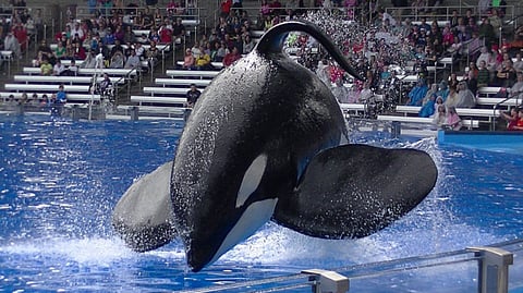 Death of Tilikum raises concerns about animals in captivity
