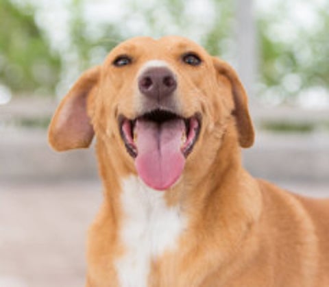 Looking to adopt a pet?