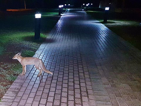 Courtesy: Dr Mohammad Hussain