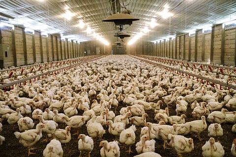 Broiler chickens at a commercial poultry farm. Picture for illustrative purpose.