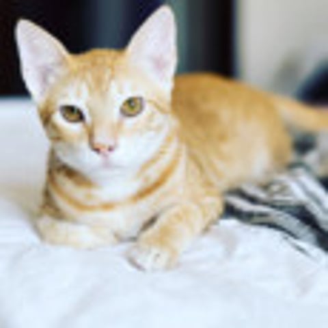 A new member in your home?