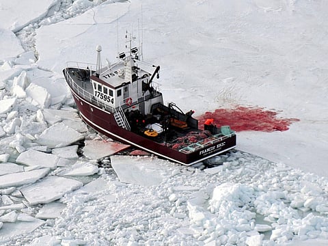 Animal rights activists, Inuit clash over Canada’s Indigenous food traditions